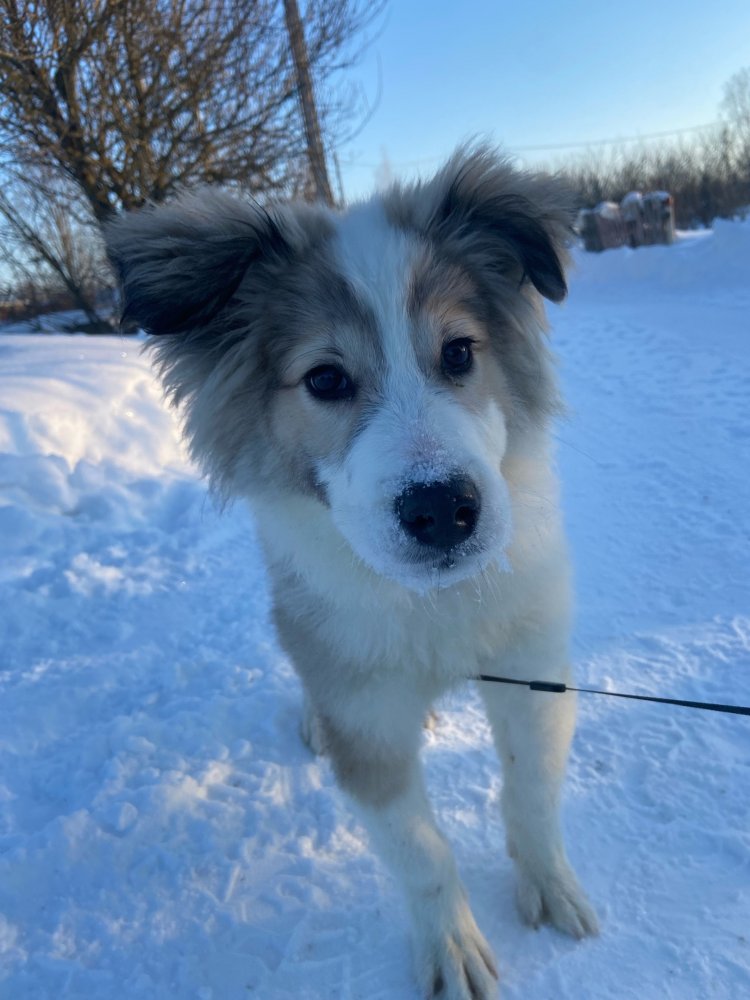 Бим