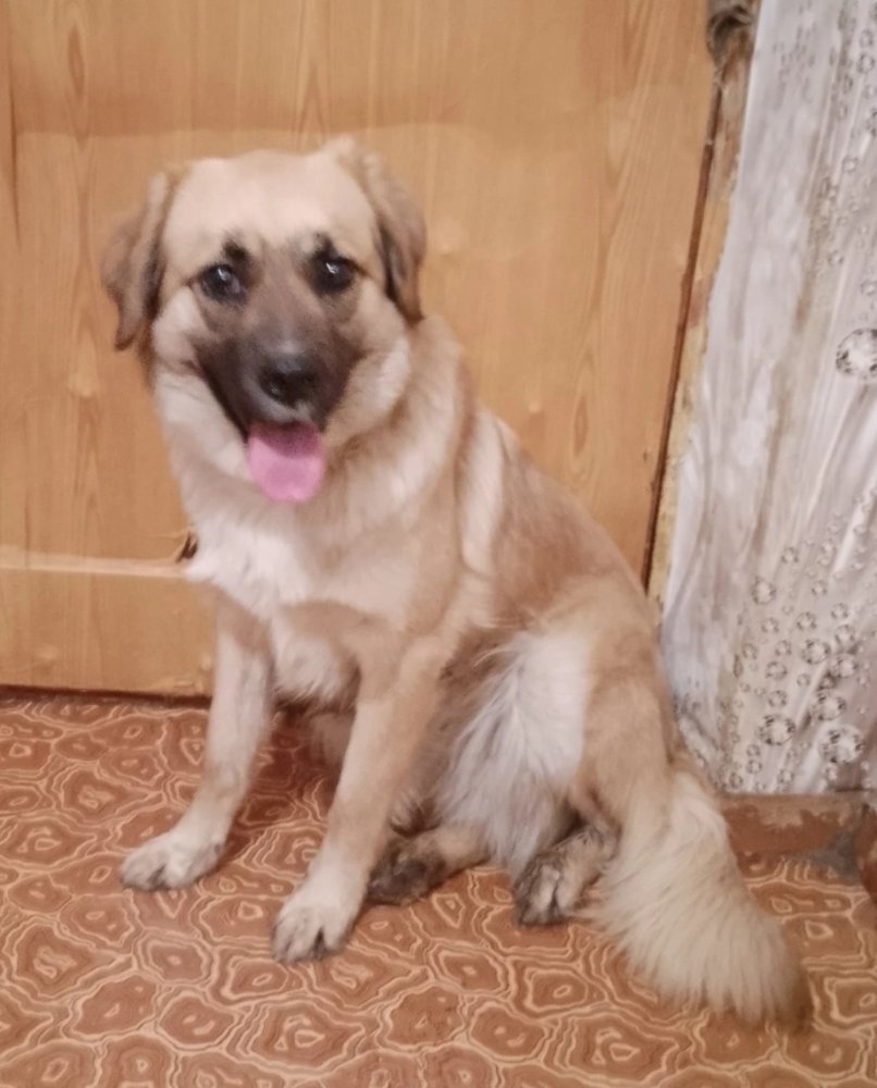 Хана