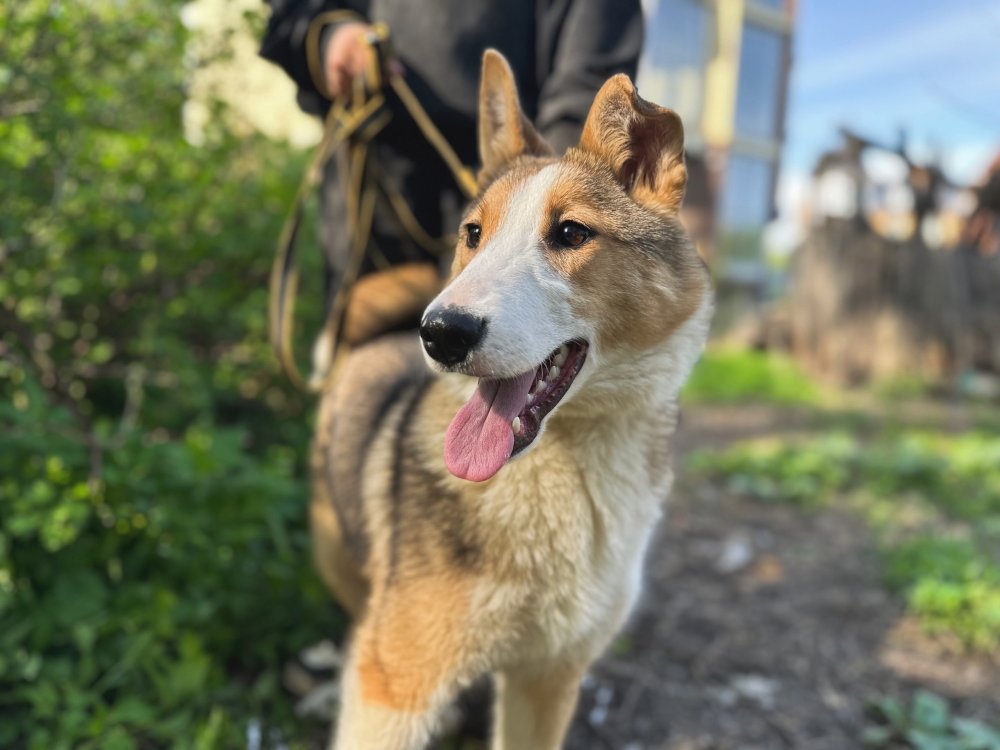 Айза