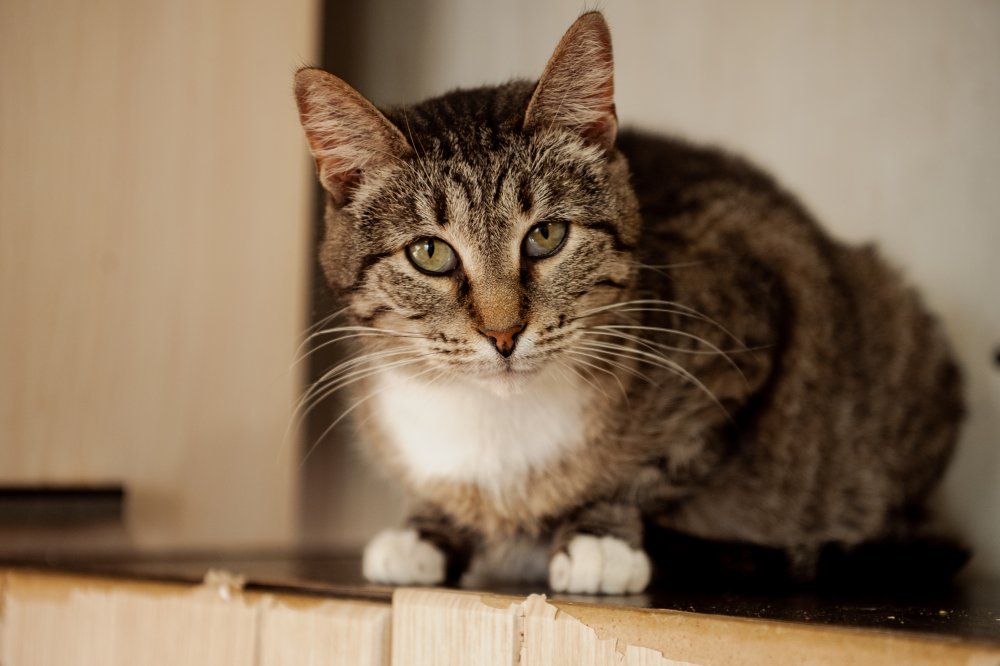 Мендельсон